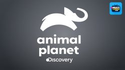 animal planet multicanaistv online b